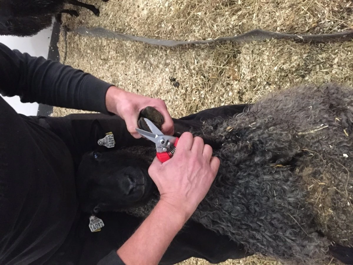 ARS 140DX-R Multisax/Sekatör - Afbeelding 5