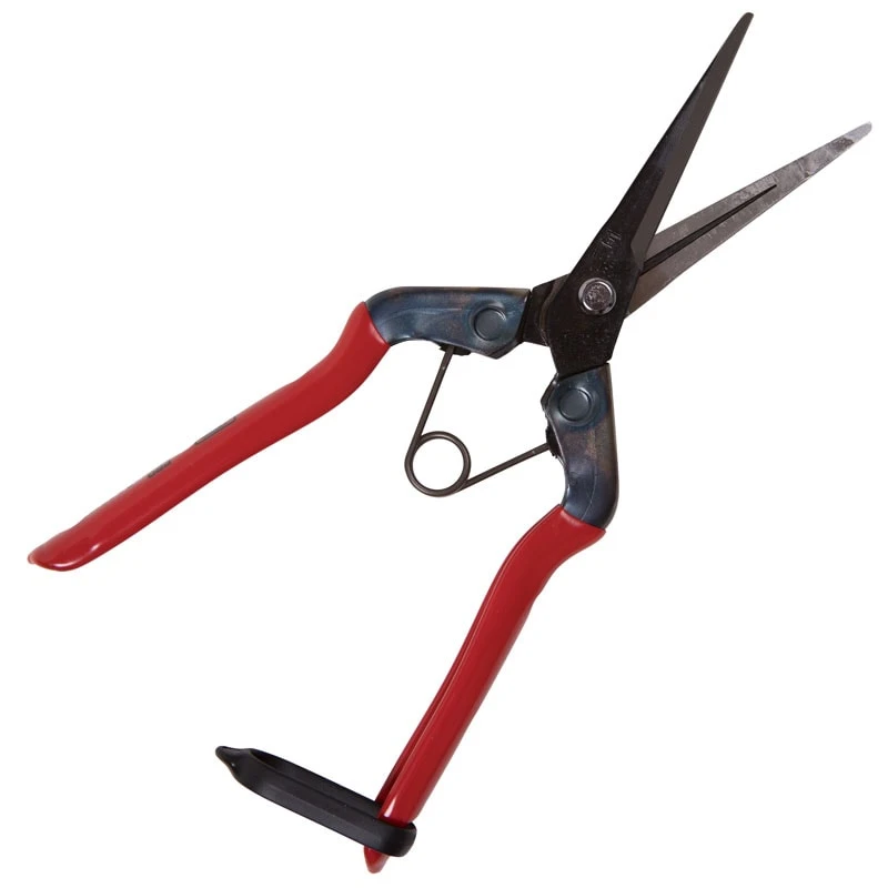 Silky Blomsax, Chikamasa, Långt Skär - Afbeelding 2