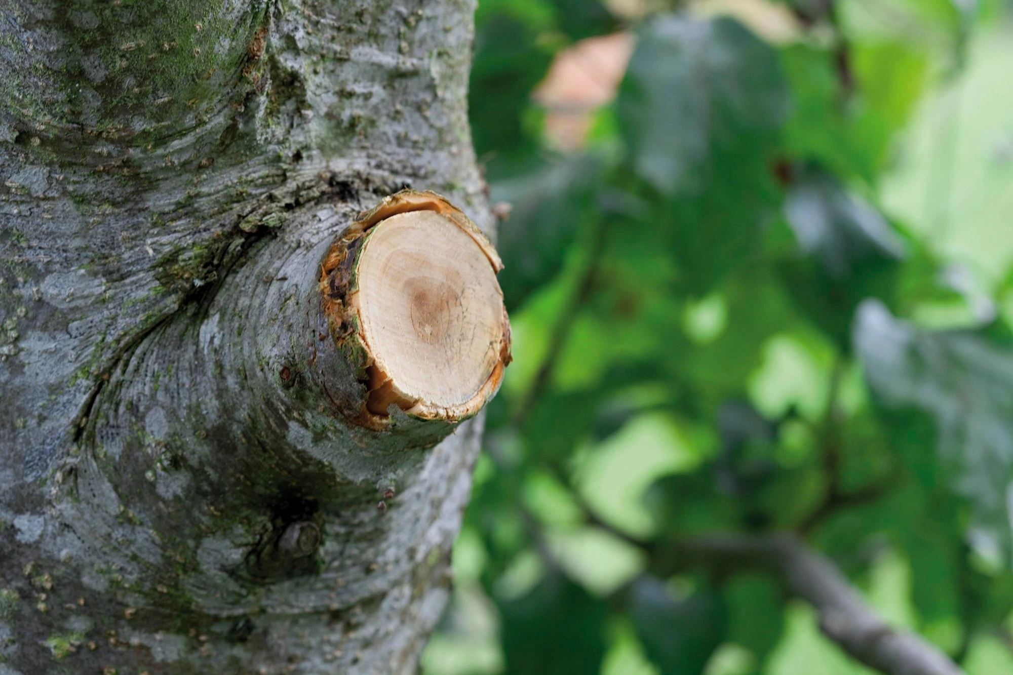 Gardena Comfort Grensax Smart Cut - Afbeelding 4