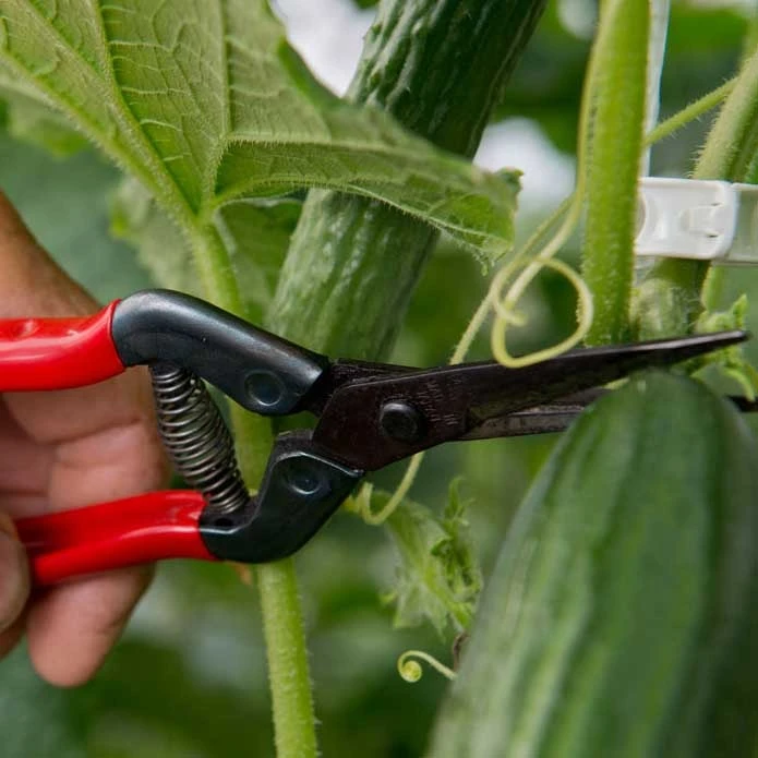 Silky Blomsax, Chikamasa - Afbeelding 2